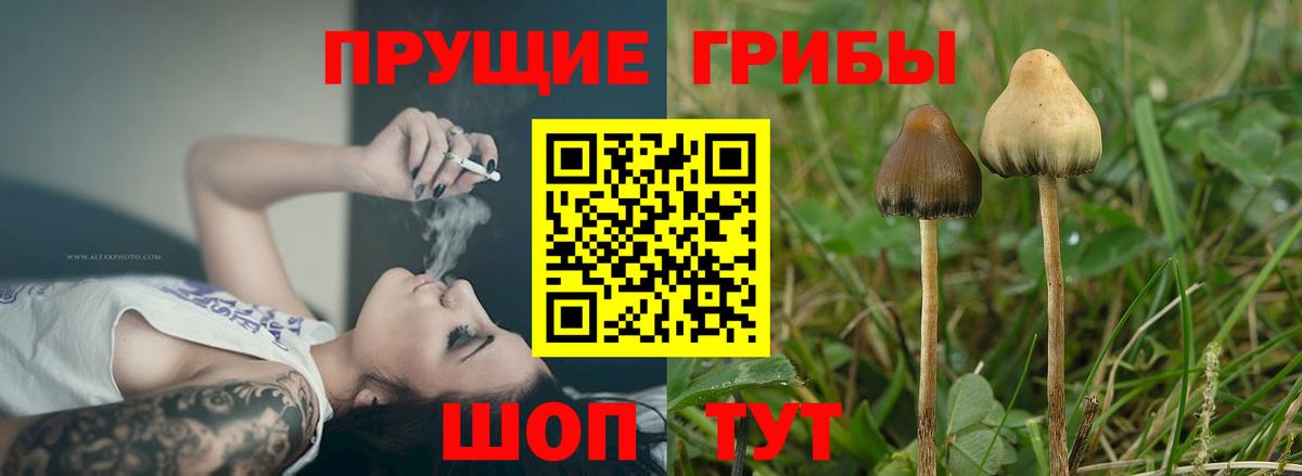Псилоцибиновые грибы Psilocybe Отрадный