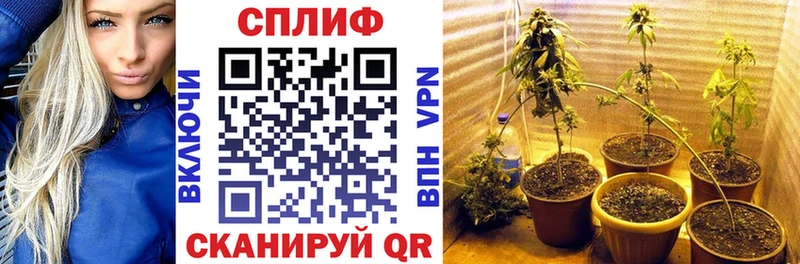 Купить где  Отрадный  Канабис SATIVA & INDICA 